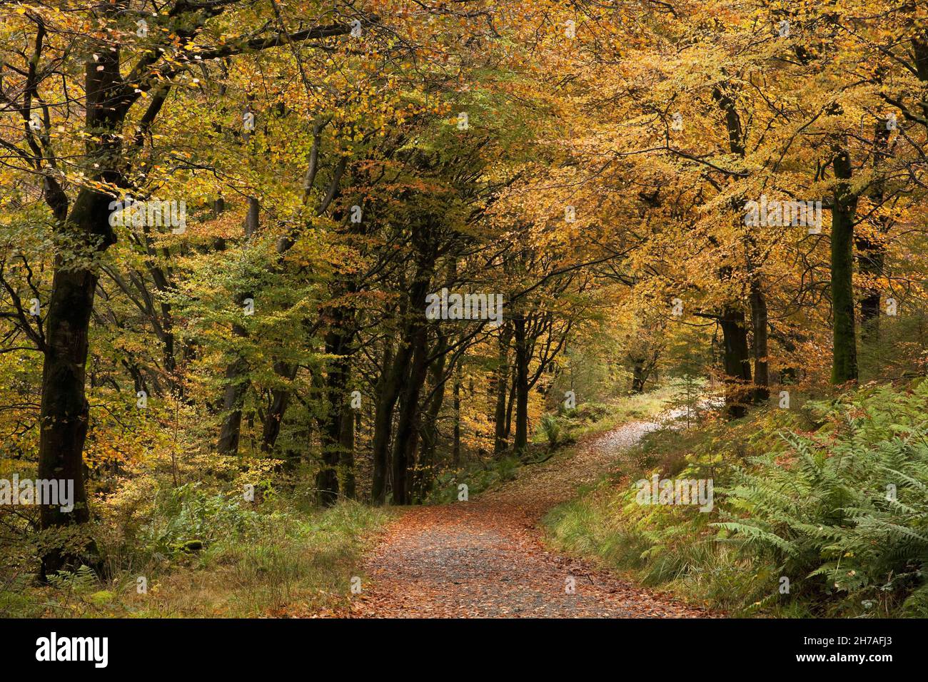 Traccia attraverso Dodd Wood sulle pendici di Dodd nel Distretto Inglese dei Laghi Foto Stock