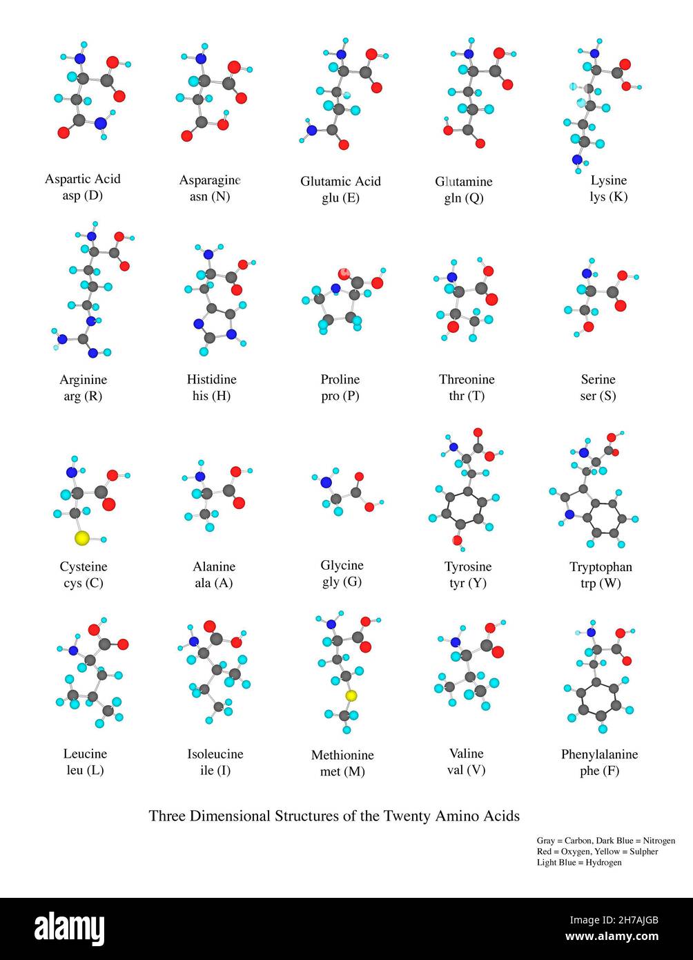 Strutture tridimensionali dei venti aminoacidi. Foto Stock