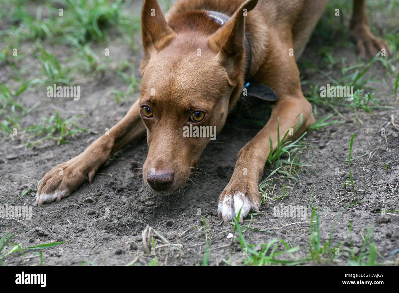 Il cane marrone sta divertendosi con il suo amato proprietario nel cortile. Un uomo gioca con il suo cane da compagnia. Foto Stock