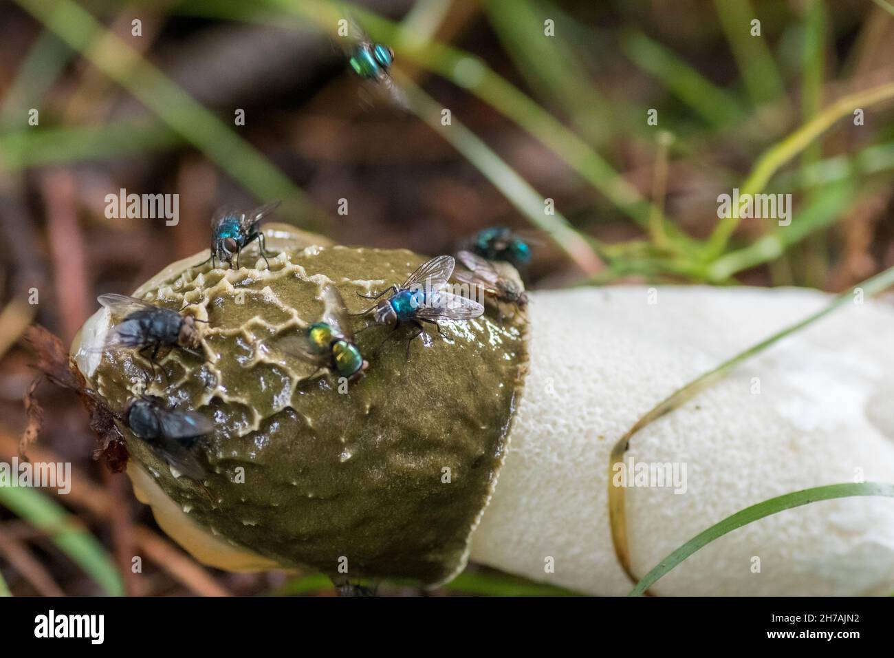 Fungo Stinkhorn (phallus impudicus) circondato da mosche Foto Stock