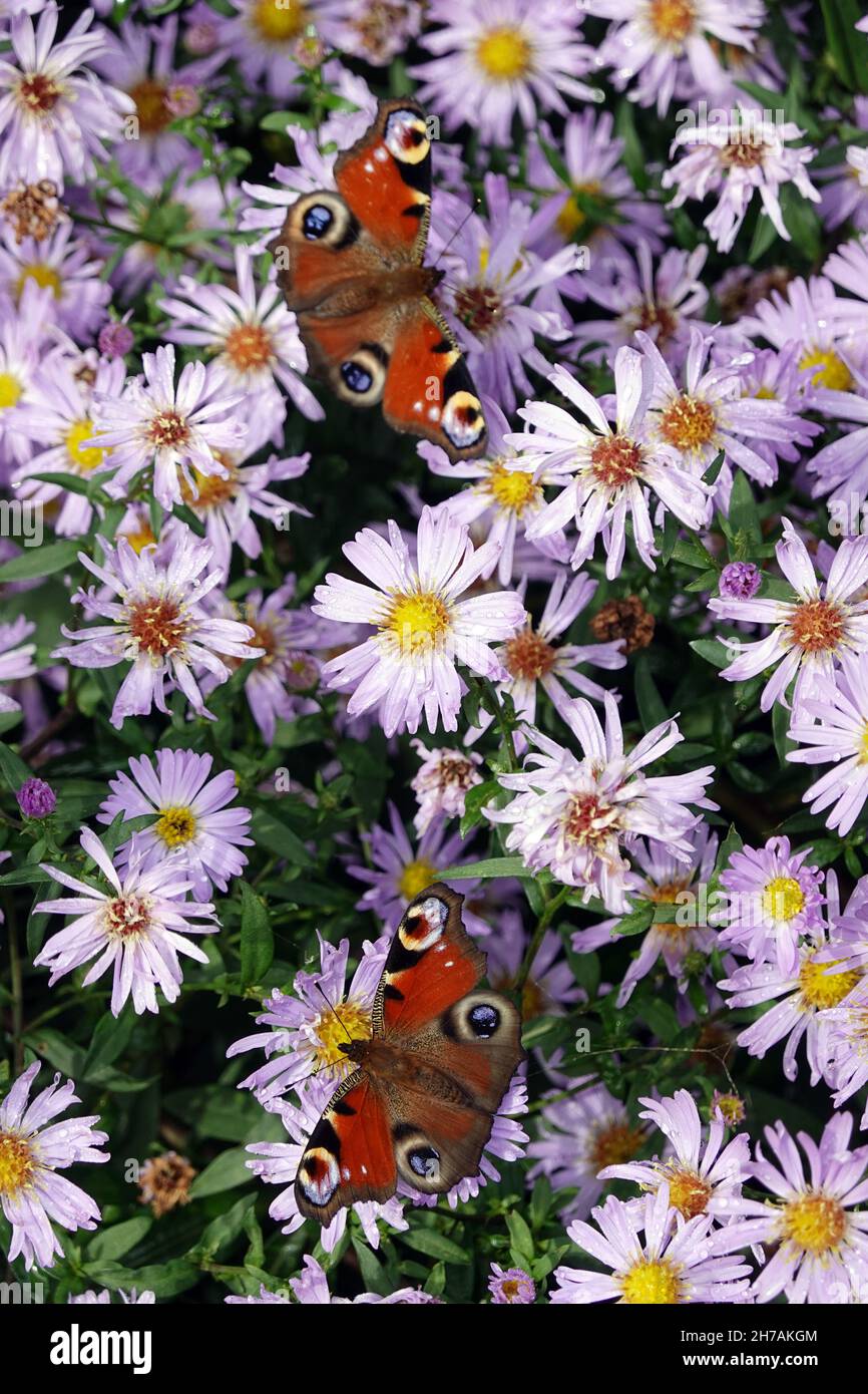 Hongbienen (APIS mellifera) und Tampfauenaugen (Aglais io, SYN.: Inachis io, Nymphalis io) suchen Nektar auf lila Herbstastern (Aster dumosus, SYN Sy Foto Stock