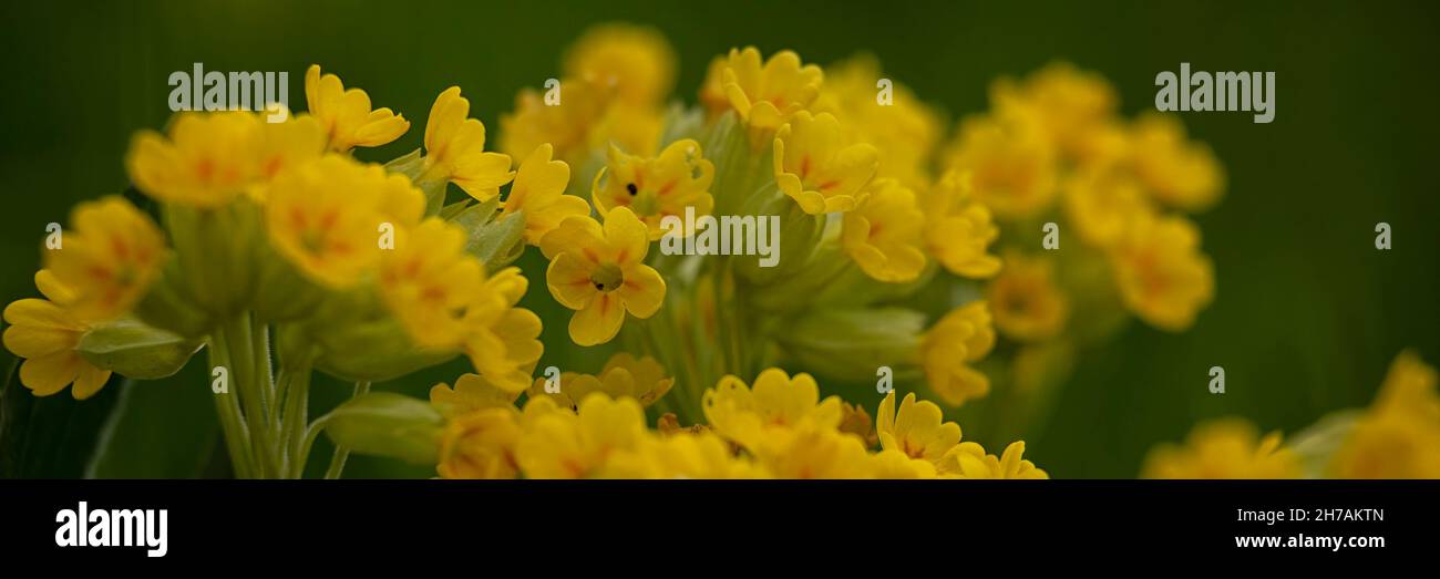 Panorama di fiori selvatici Cowslip (Primula veris) in primavera Foto Stock