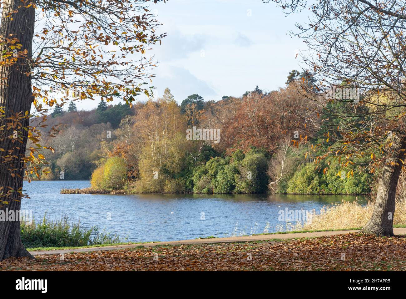 Virginia Water Lake (Windsor Great Park) in autunno, Virginia Water, Surrey, Inghilterra, Regno Unito Foto Stock