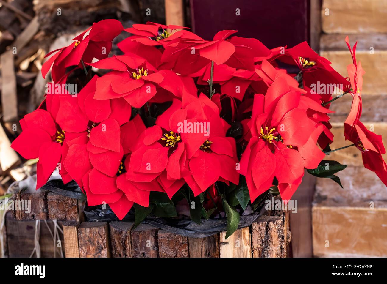 Carta festiva con Poinsettia stella di Natale in una pentola fatta di tavole di legno decorare la casa per Natale e Capodanno. Vendita di piante stagionali per Foto Stock