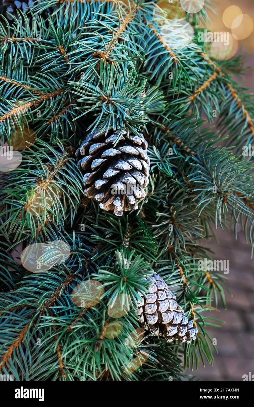 Rami di un albero di Natale blu con coni. Decorazione di Natale sulla strada nel pomeriggio. I coni sono decorati con vernice bianca. Tre Natale Foto Stock