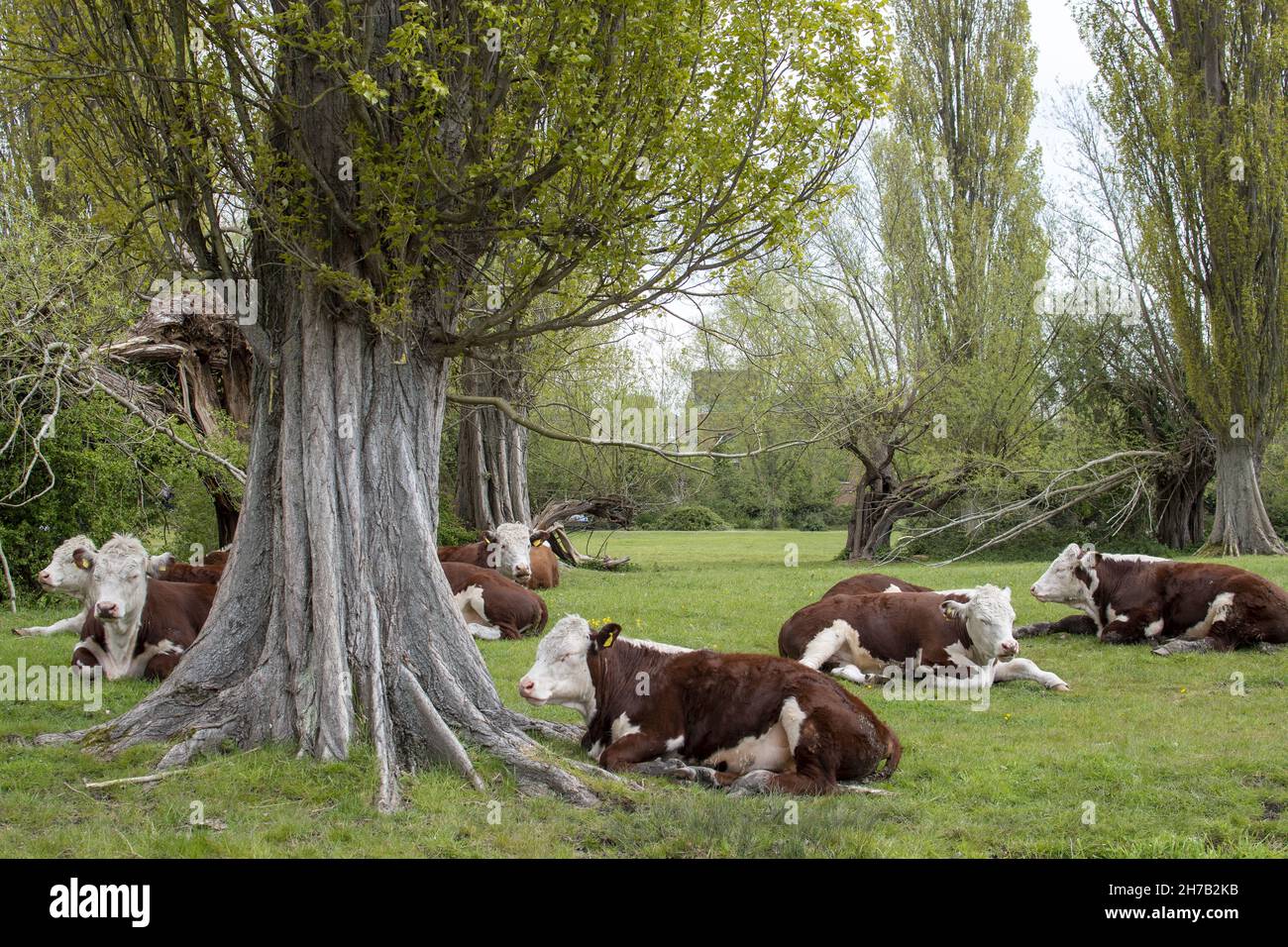 Mucche Hereford sedute vicino ai pioppi lombardi su Coe Fen a Cambridge Regno Unito Foto Stock