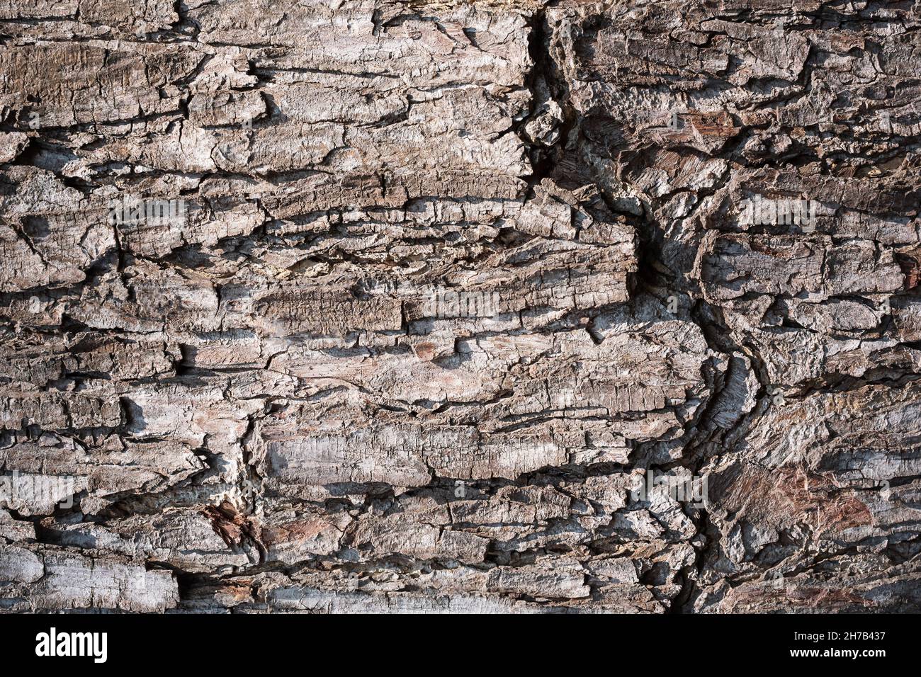 Albero corteccia sfondo. Corteccia di legno superficie texture Foto Stock