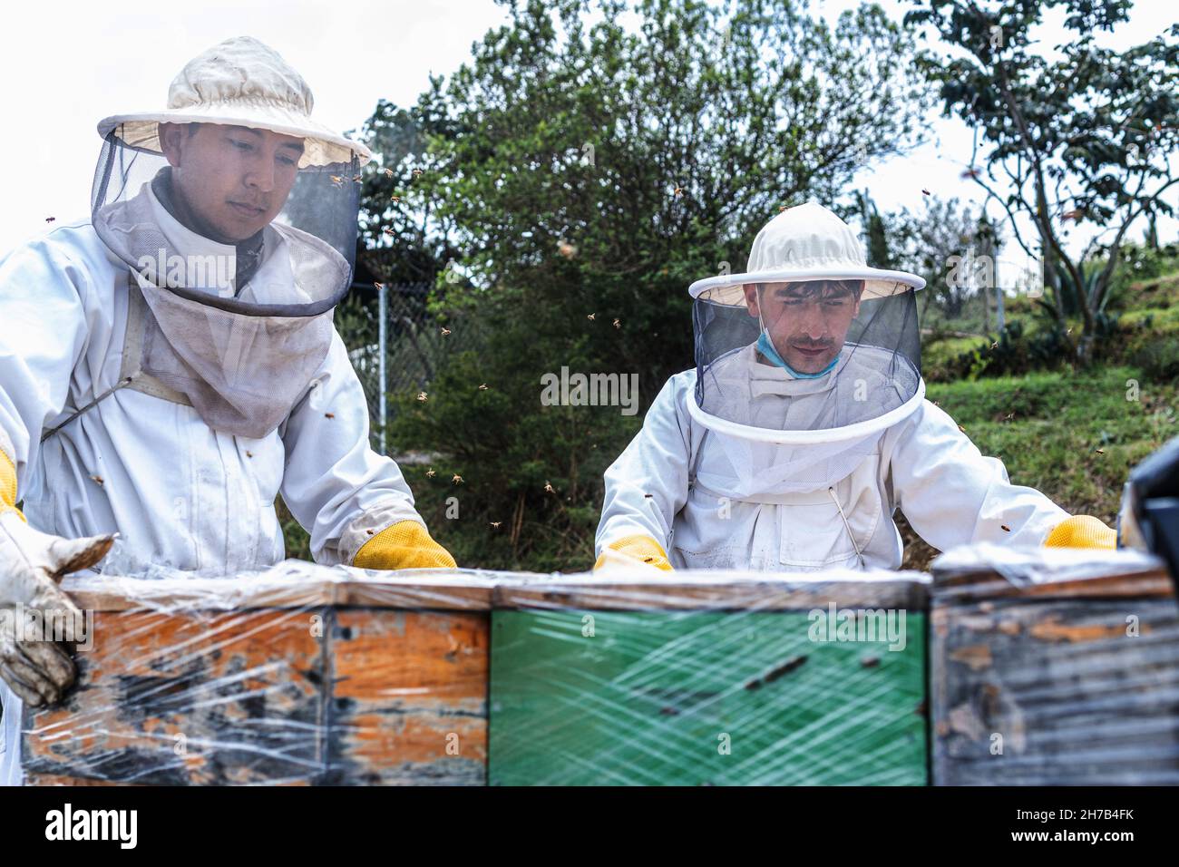 Due apicoltori in tute protettive dispongono pannelli a nido d'ape sul campo Foto Stock