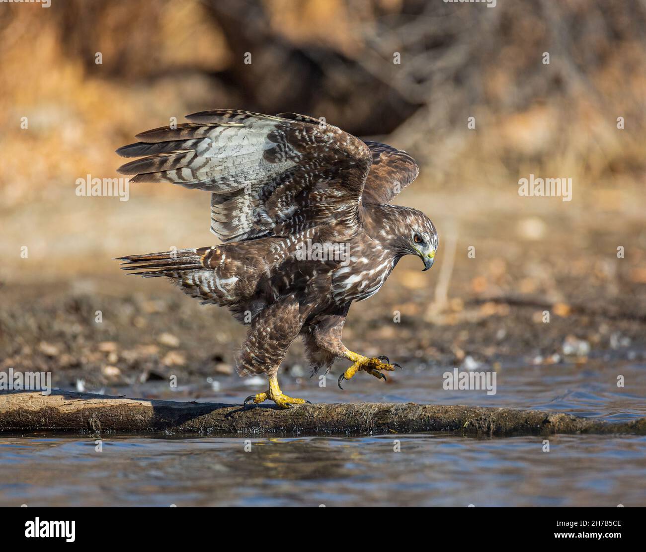Immaturo falco rosso-coda morph scuro (harlans) che cammina sul ceppo con le ali fuori agli stagni bordo Colorado, Stati Uniti Foto Stock