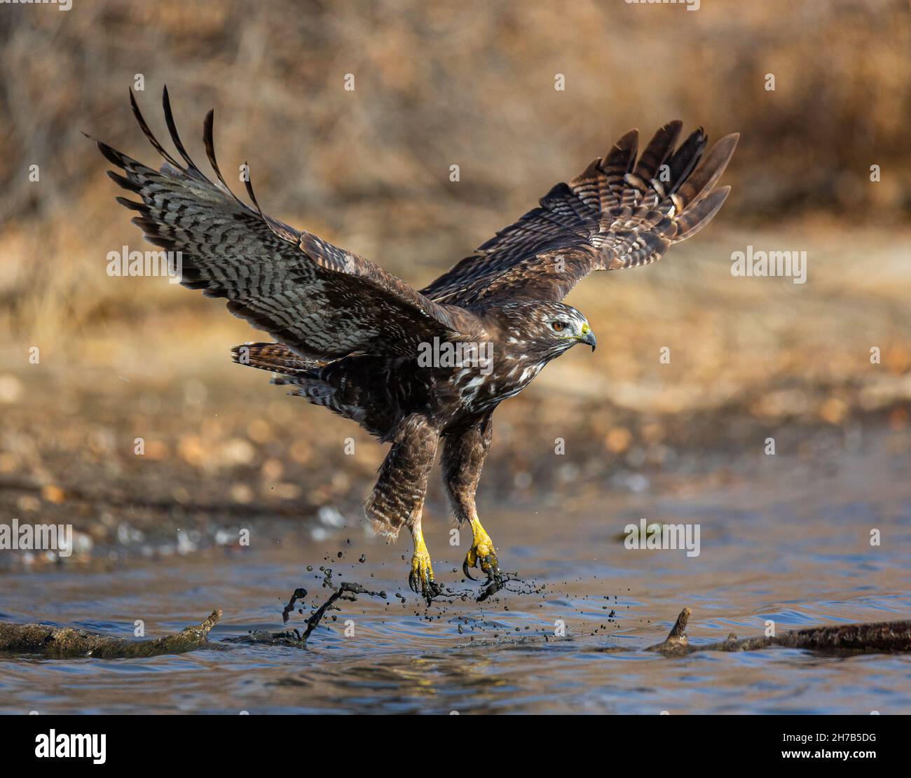 Immaturo falco rosso-coda morph scuro (arlans) che tollano dal ceppo su terra è stato arroccato Colorado, Stati Uniti Foto Stock