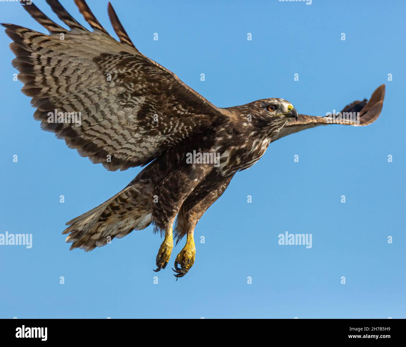 Immaturo falco dalla coda rossa morph scuro (arlans) ascendente in volo Colorado, USA Foto Stock