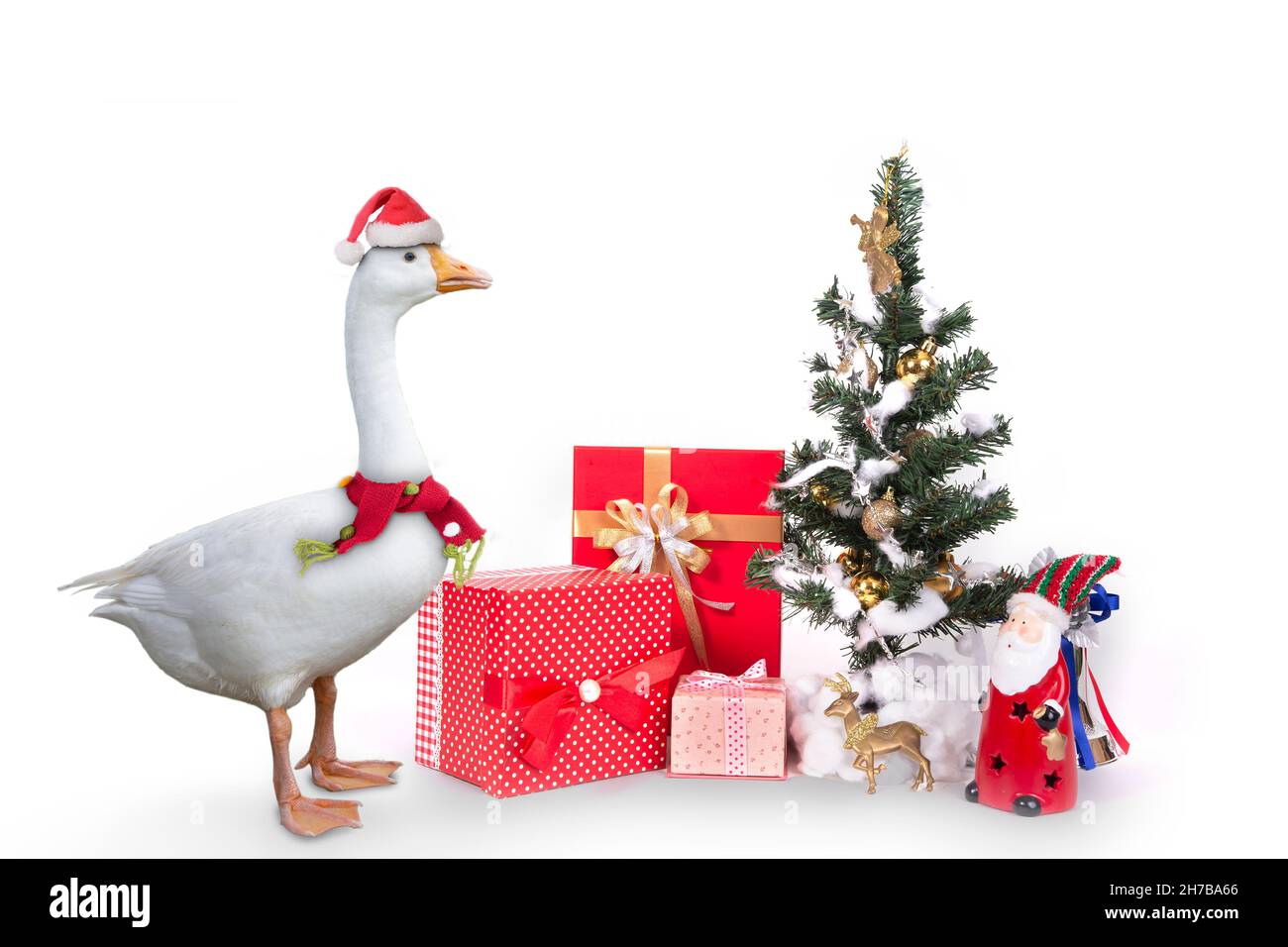 Oca bianca che indossa cappello di natale in piedi davanti di albero di Christmas e regali su sfondo bianco. Foto Stock