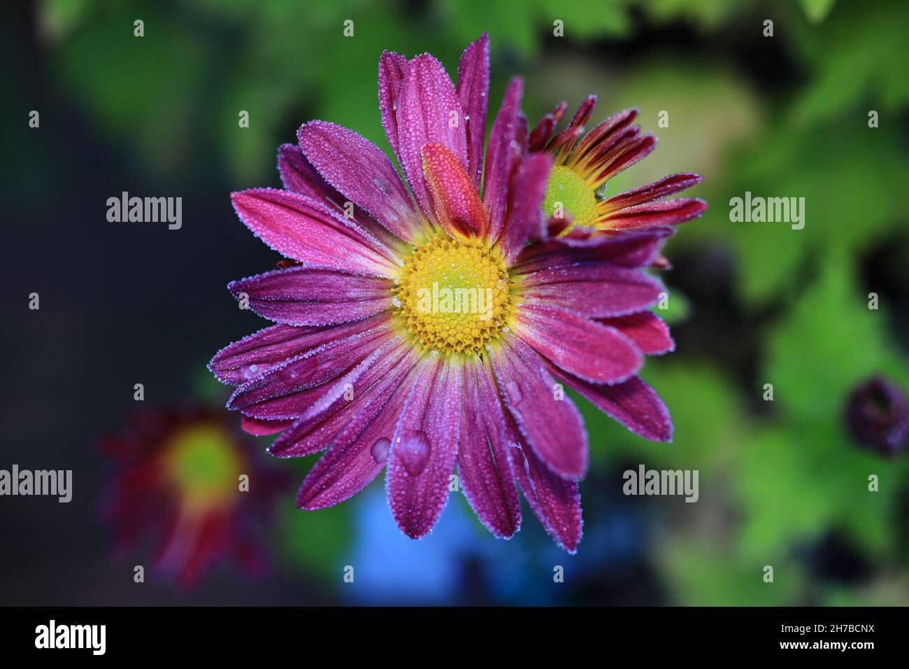 Fiori di mamma con bordi smerigliati in fusione in autunno/autunno Foto Stock