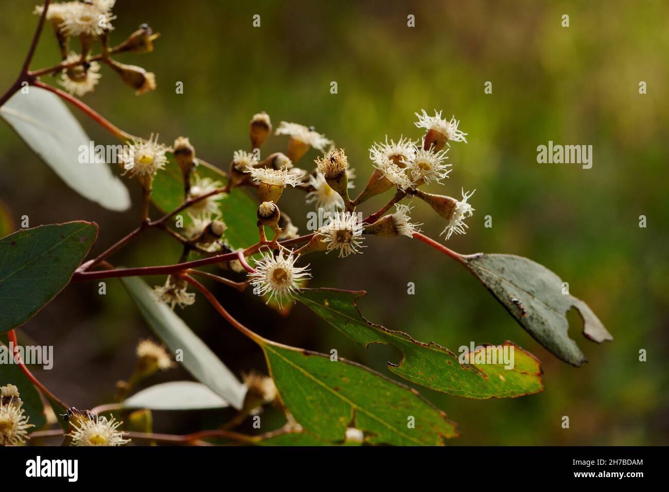 VictCloseup dettaglio di piccoli fiori bianchi di E. poliantemos, retroilluminati in primavera sole, con insetto mangiato fogliame e minuscoli formiche che strisciano su fiori. Foto Stock