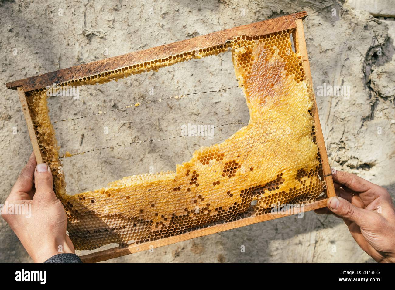 Pettine miele di ape fresco in apicoltore mani primo piano. Foto Stock