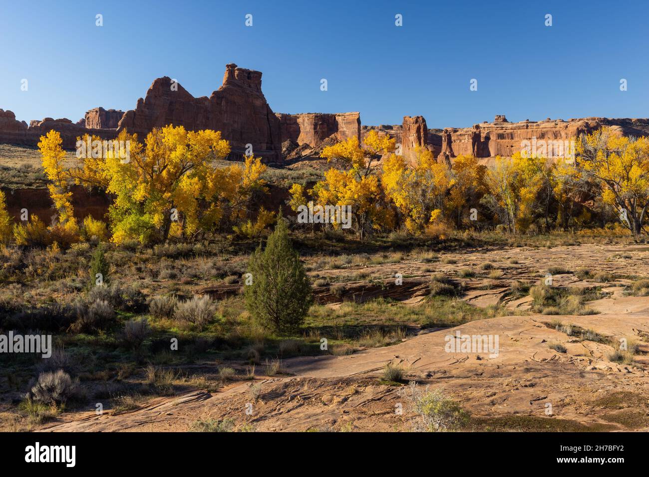Fremont cottonwoods (Populus fremontii) lungo il Courthouse Wash in autunno, Arches National Park, Utah Foto Stock