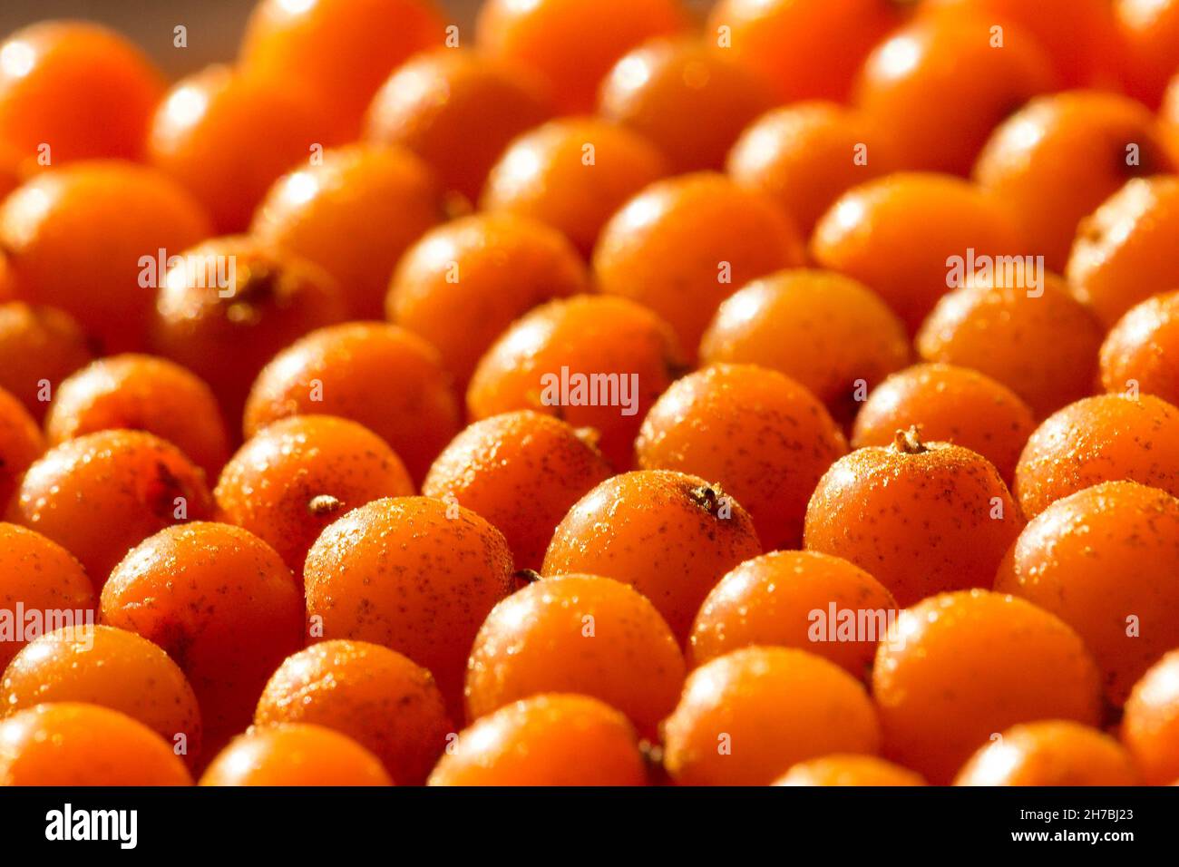 ALPES DE HAUTE-PROVENCE, 04, VALLE DELL'UBAYE, VILLAGGIO DI ENCHASTRAYES, AGRICOLTORE DAVID VIVEAU, PRODUTTORE DI BACCHE DI BUCKHORN DI MARE, COLTIVAZIONE, RACCOLTA E P Foto Stock