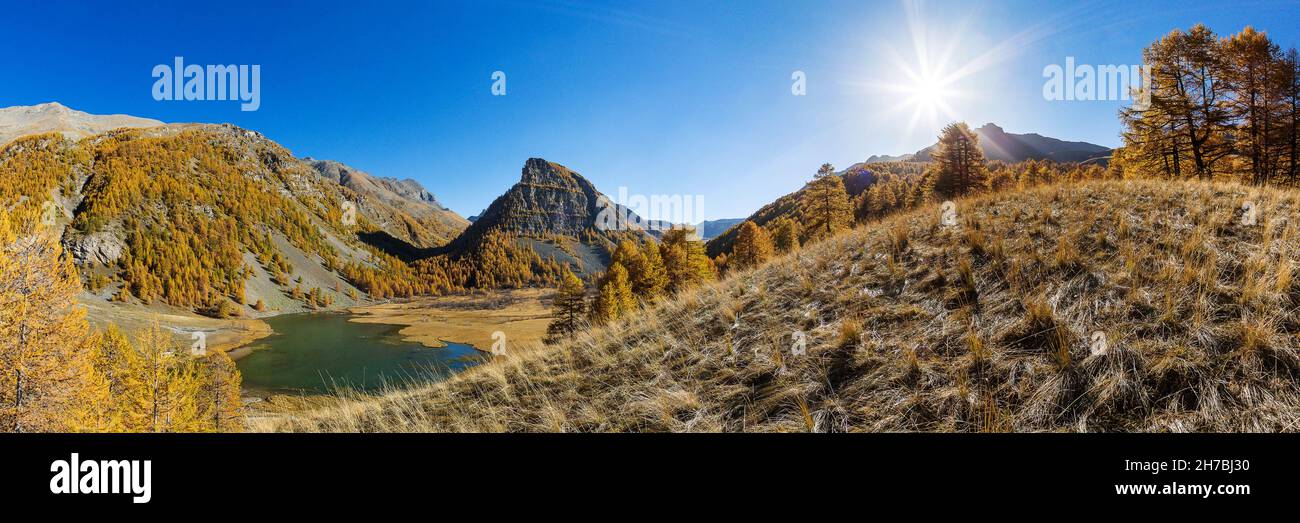 ALPES DE HAUTE-PROVENCE, 04, VALLE DI UBAYE, JAUZIERS, TOUR DEL LAGO DI SAGNES E LA FORESTA DI LARICE IN AUTUNNO Foto Stock