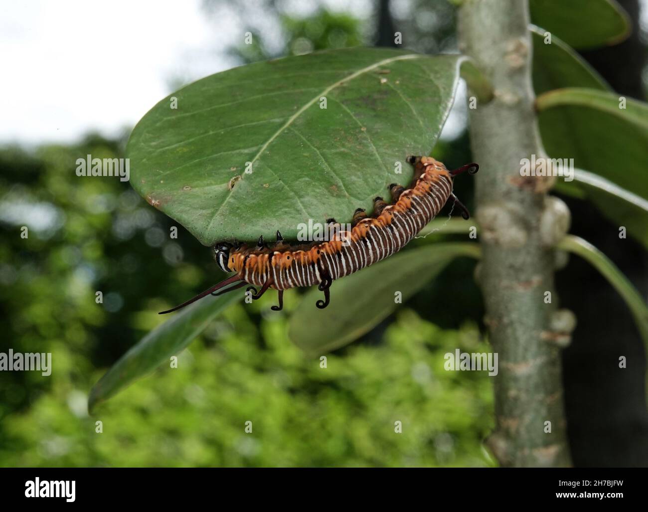 Immagine di pilastri di corvo indiano comune sulla natura verde su uno sfondo naturale. Foto Stock