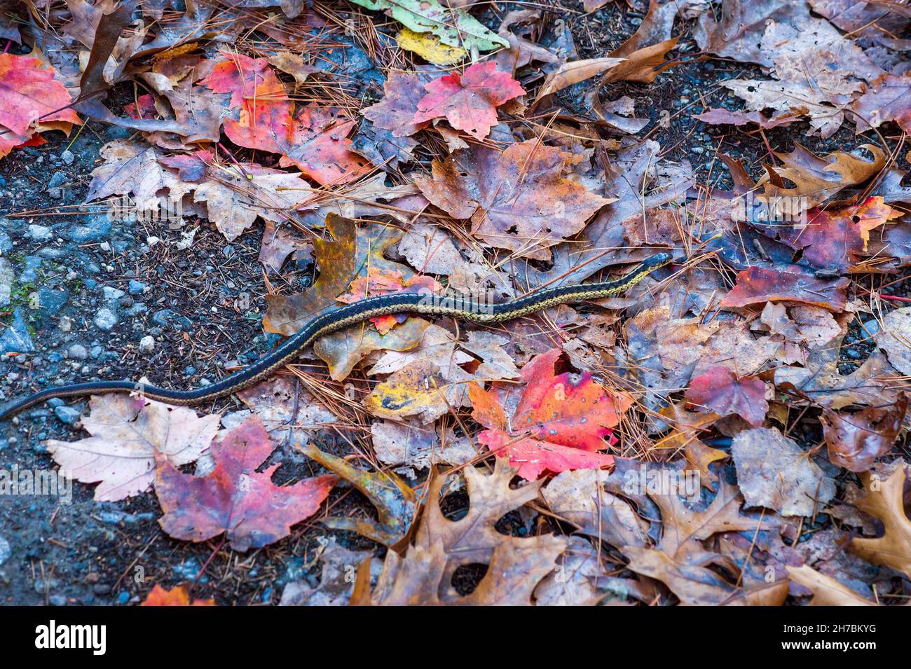 Un serpente della giarrettiera orientale (Thamnophis sirtalis sirtalis) che scivola attraverso la lettiera delle foglie. Assabet River National Wildlife Refuge, Sudbury, Massachusetts Foto Stock