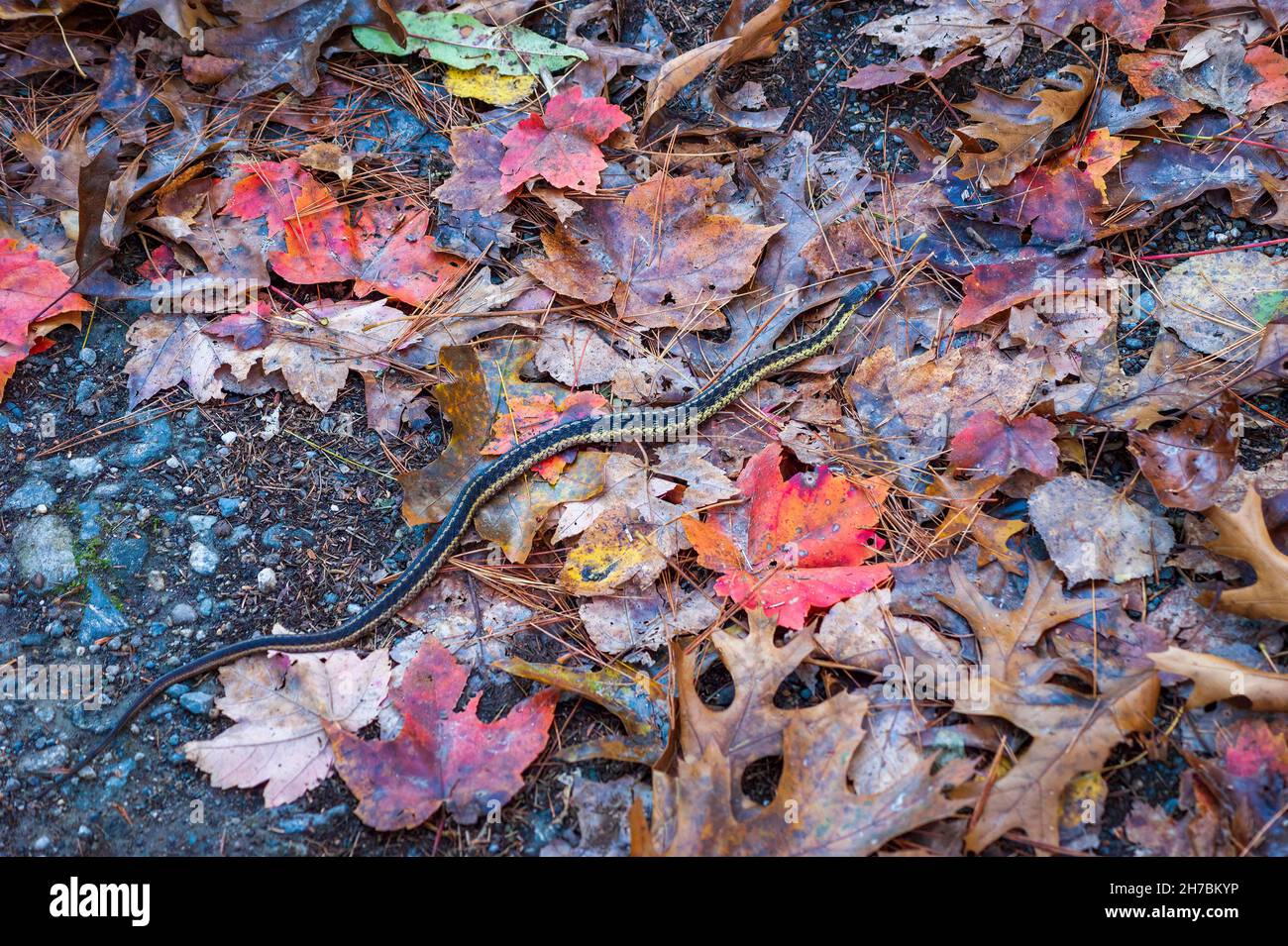 Un serpente della giarrettiera orientale (Thamnophis sirtalis sirtalis) che scivola attraverso la lettiera delle foglie. Assabet River National Wildlife Refuge, Sudbury, Massachusetts Foto Stock