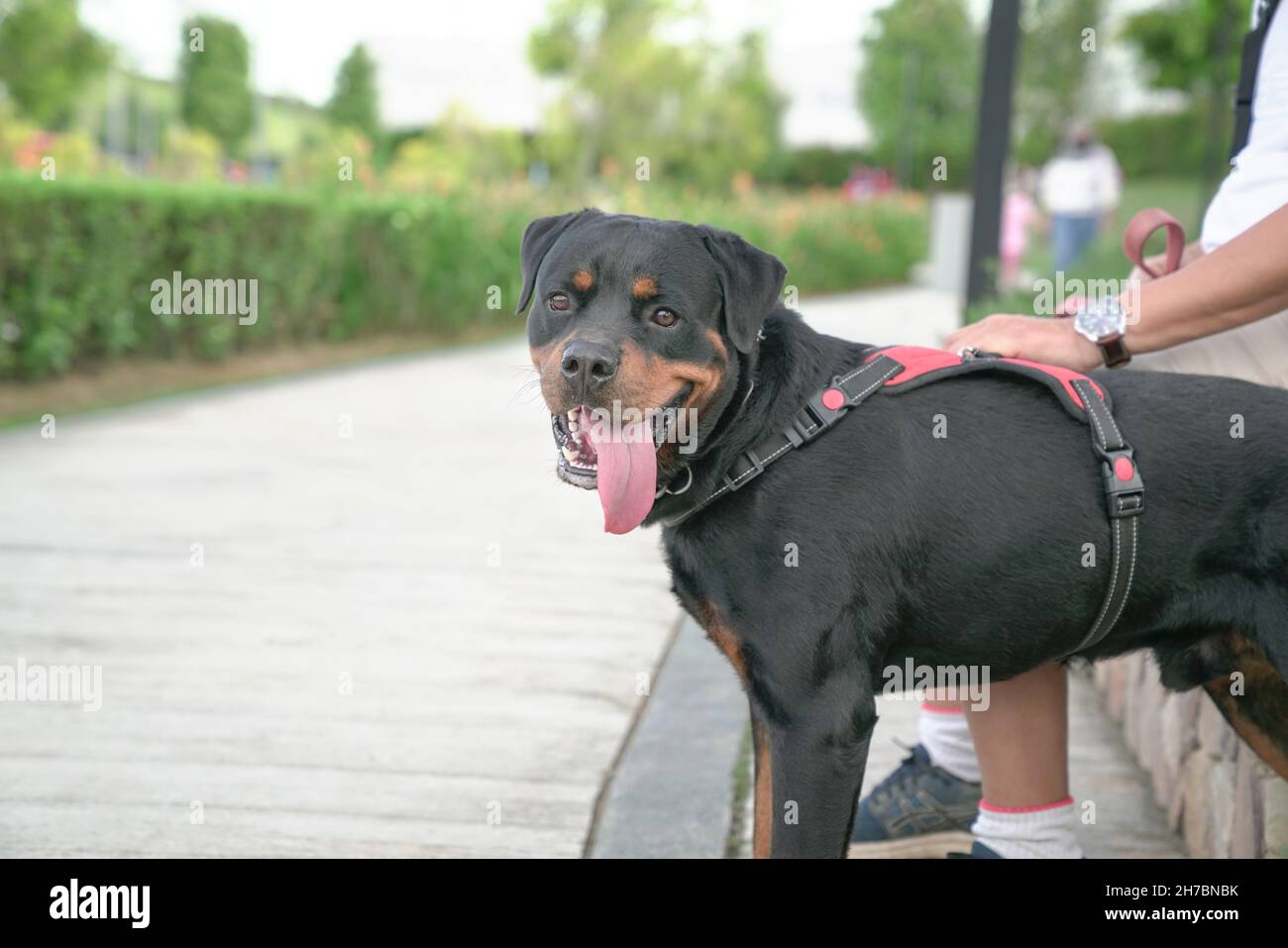 Cane con proprietario di animali domestici al parco. Spazio di copia. Foto Stock