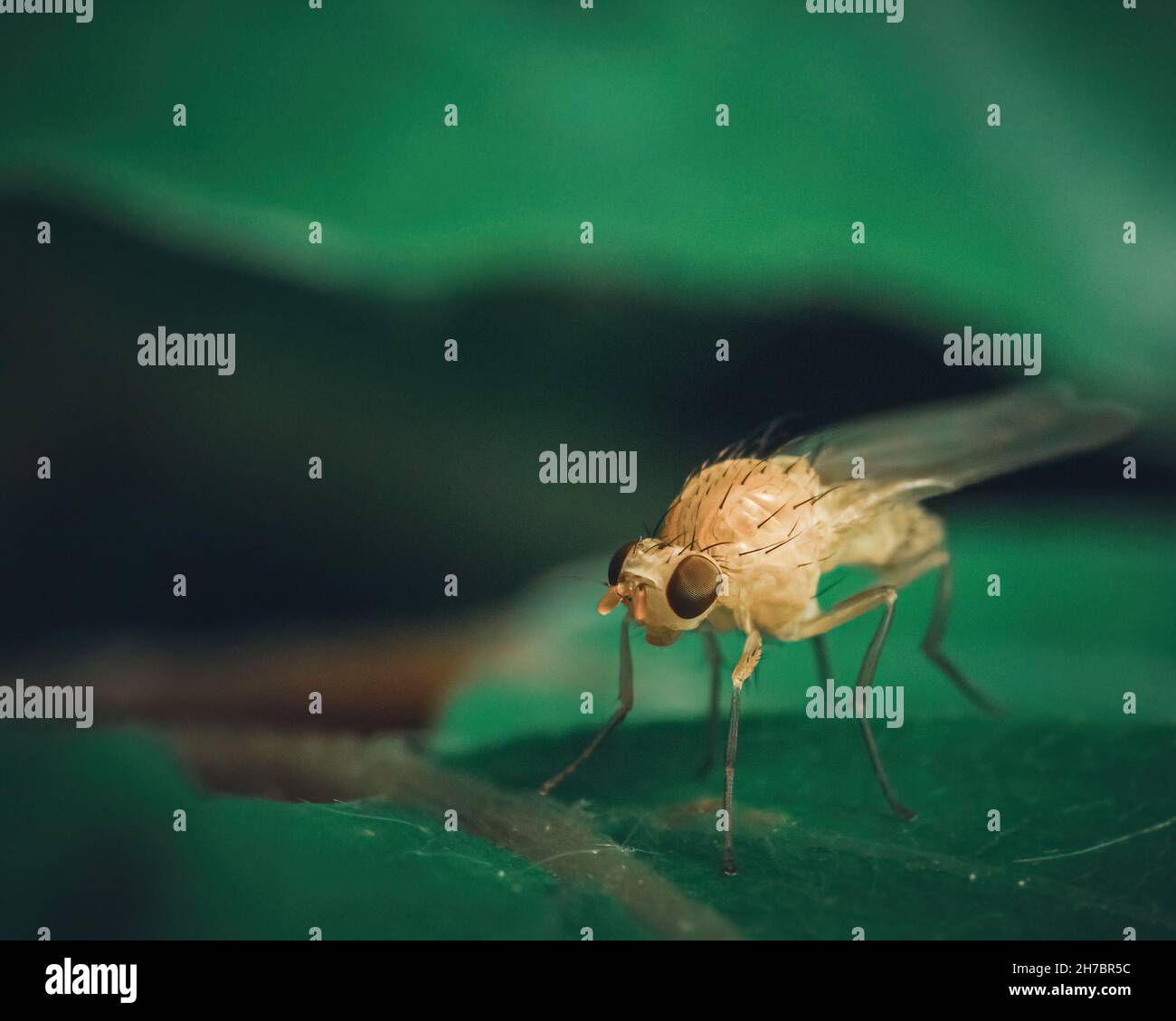 Piccolo volare su una foglia in natura. Catturato come macro nella foresta. Foto Stock