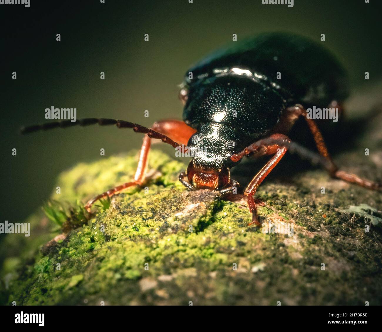 Grandi nibbles di insetti del coleottero sulla corteccia su un albero. Foto Stock