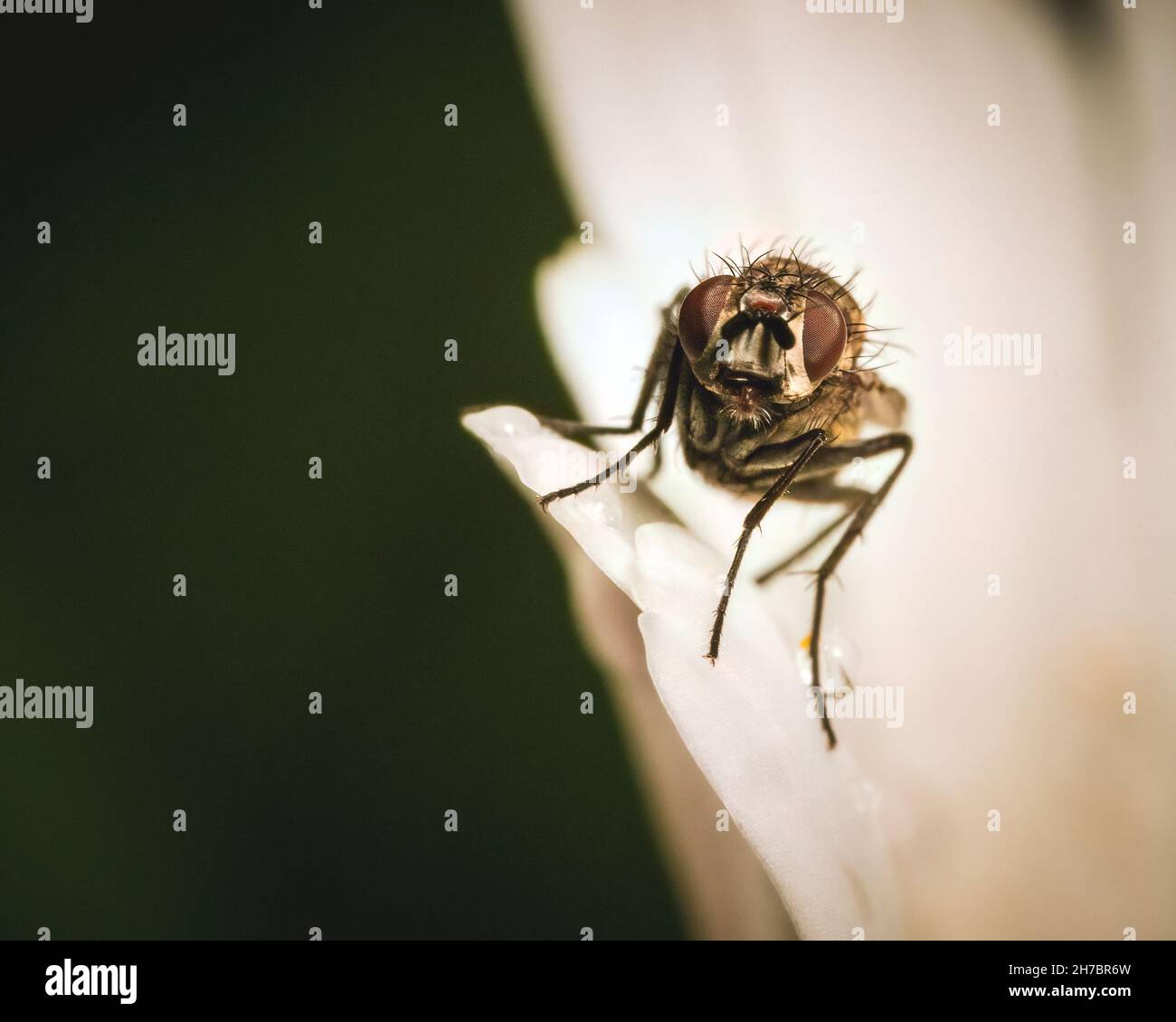 Piccolo volare su una foglia in natura. Catturato come macro nella foresta. Foto Stock