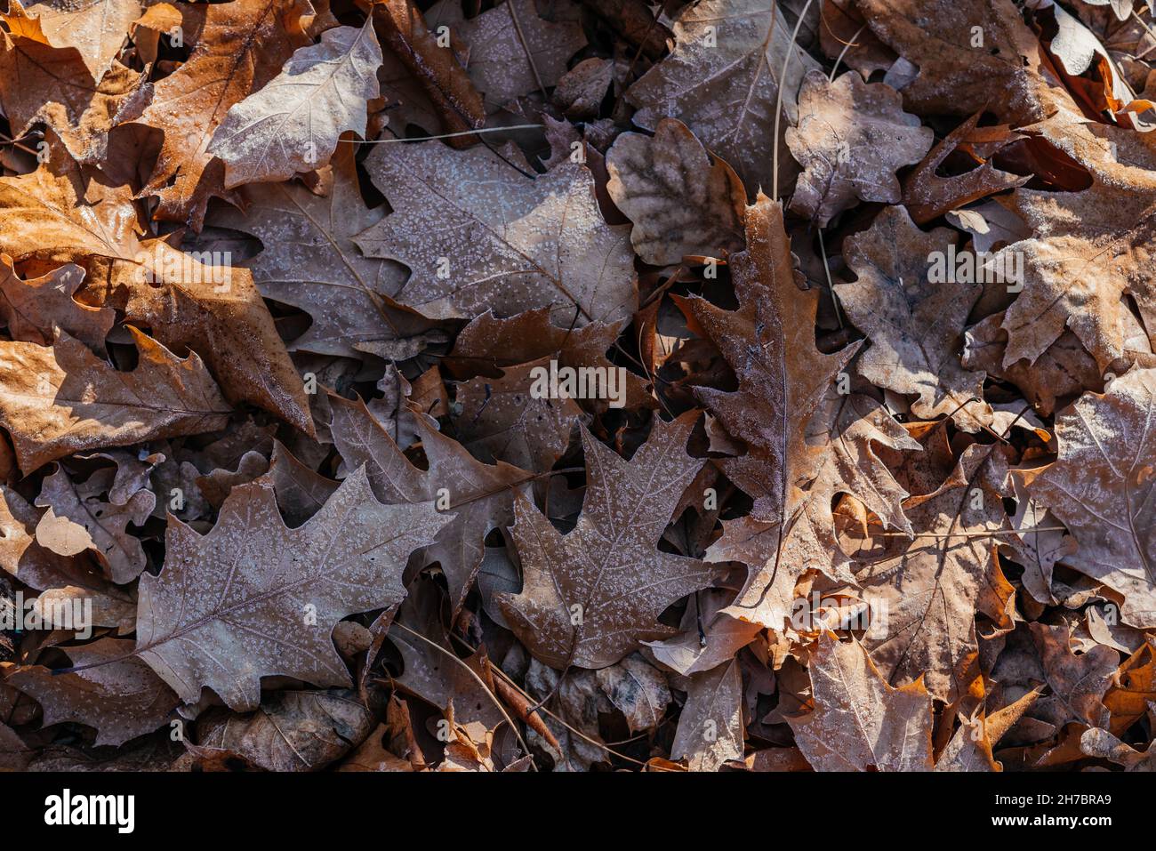 Primo piano di foglie di quercia bruna secca al suolo ricoperte di gelo della prima mattina Foto Stock