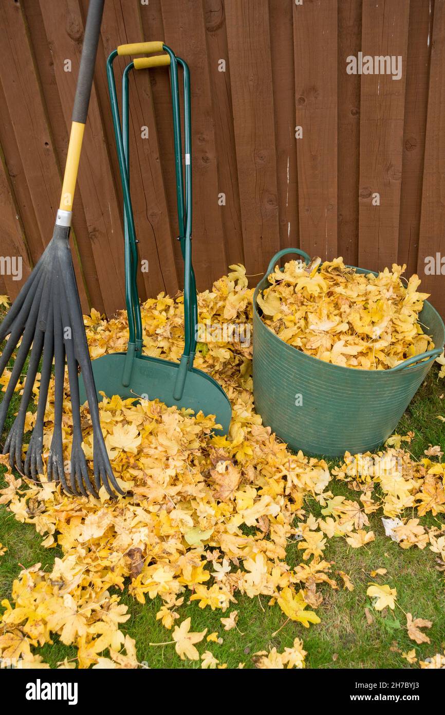 Autunnale caduta foglia schiarimento utilizzando rastrello, foglie grabbers e Trug, UK Foto Stock