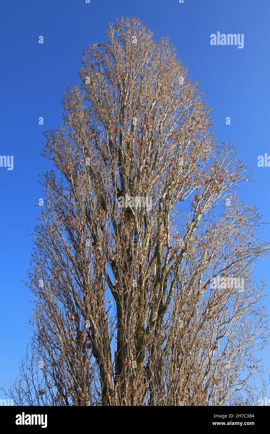 Pioppo piramidale (colonnare) contro un cielo blu. Un albero senza foglie in autunno. Telaio verticale. Pioppo italiano o Lambord, in crescita su strada Foto Stock