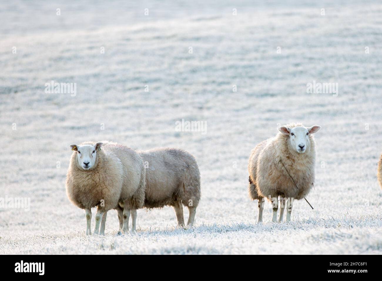 Trawsgoed, Cerediaion, Galles, Regno Unito. 22 novembre 2021 UK Meteo: Fredda mattinata frostosa a Trawsgoed nel Galles centrale, come le temperature notturne scendono sotto zero. © Ian Jones/Alamy Live News Foto Stock