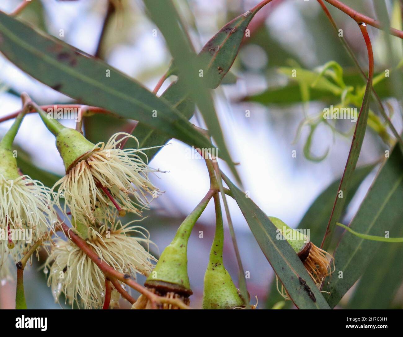 Fuoco selettivo di fiori di eucalipto Foto Stock