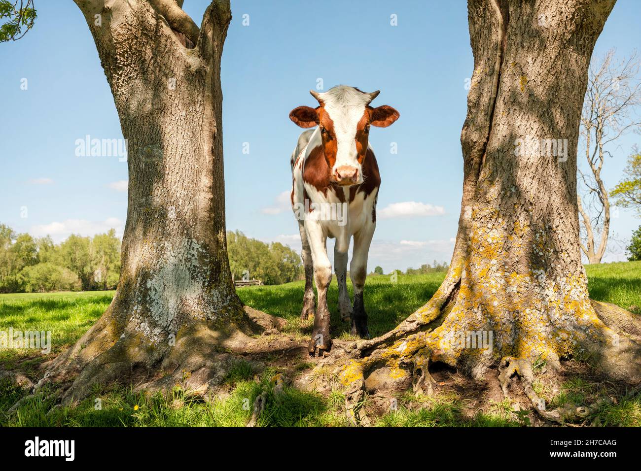 Mucca giovane e alberi fairylike in un campo verde rosso e bianco con piccole corna Foto Stock