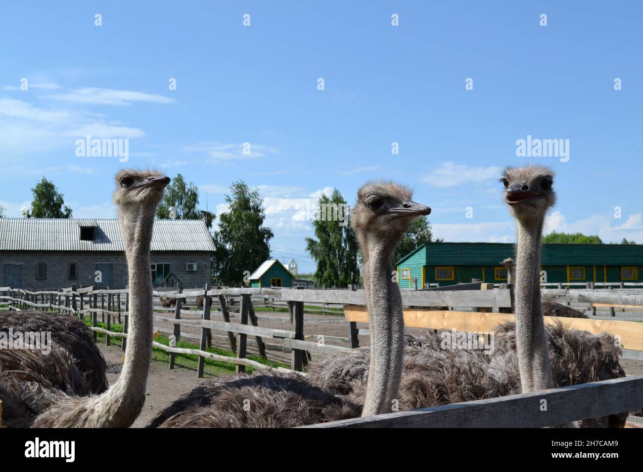 Tre giovani ostriches felici in una fattoria Foto Stock