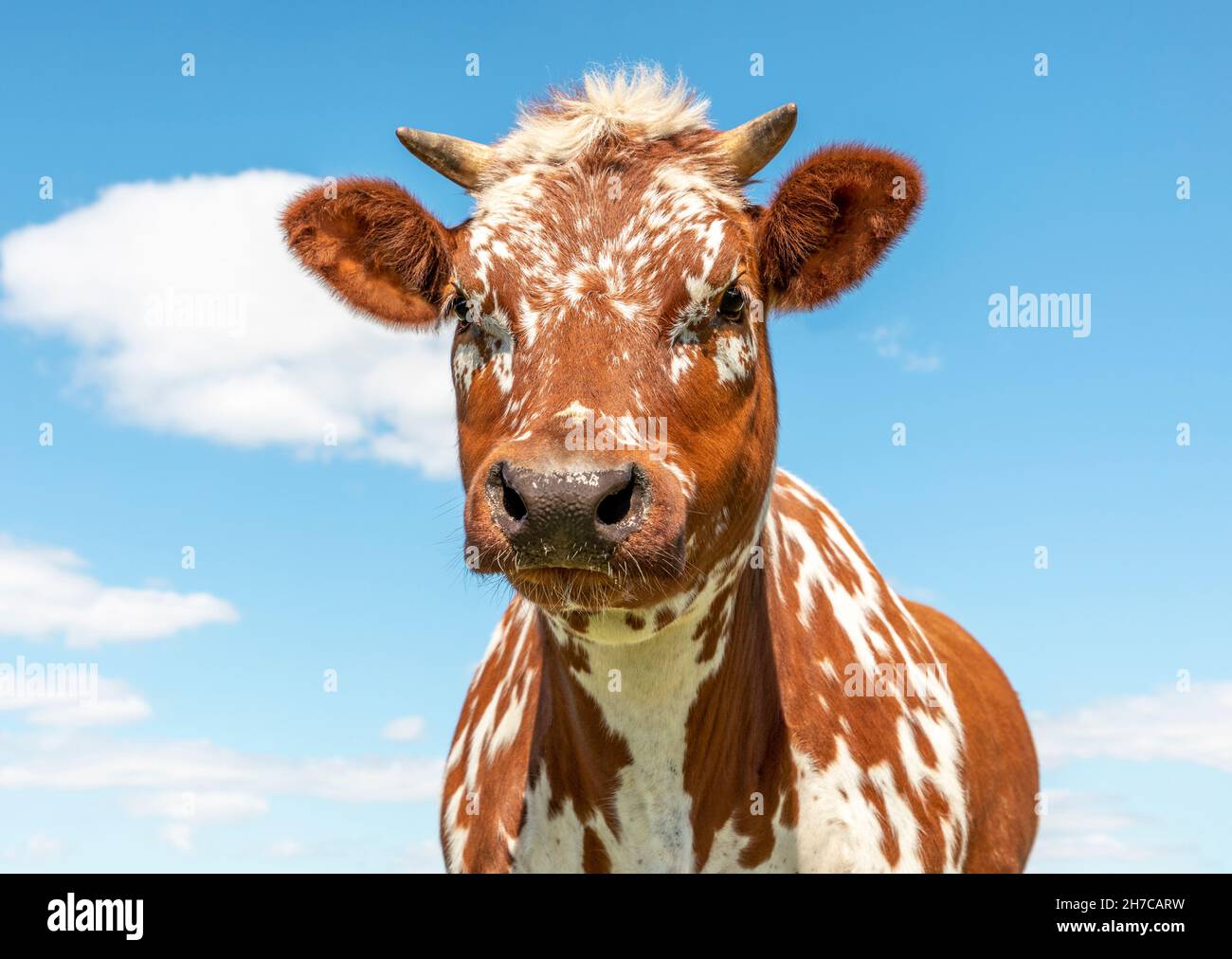 Ritratto di un ccute ow rosso chiazzato, in Olanda, con corna piccole e sfondo blu Foto Stock