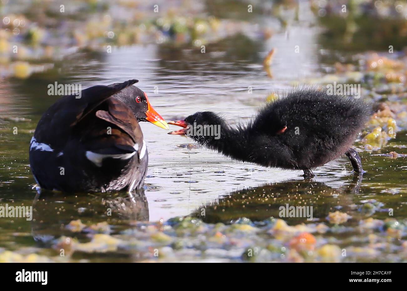 Moorhen e pulcini che si nutrono in un laghetto nel Belfast City Centre con rifiuti di plastica, sotto forma di un globo del mondo, nell'acqua Foto Stock