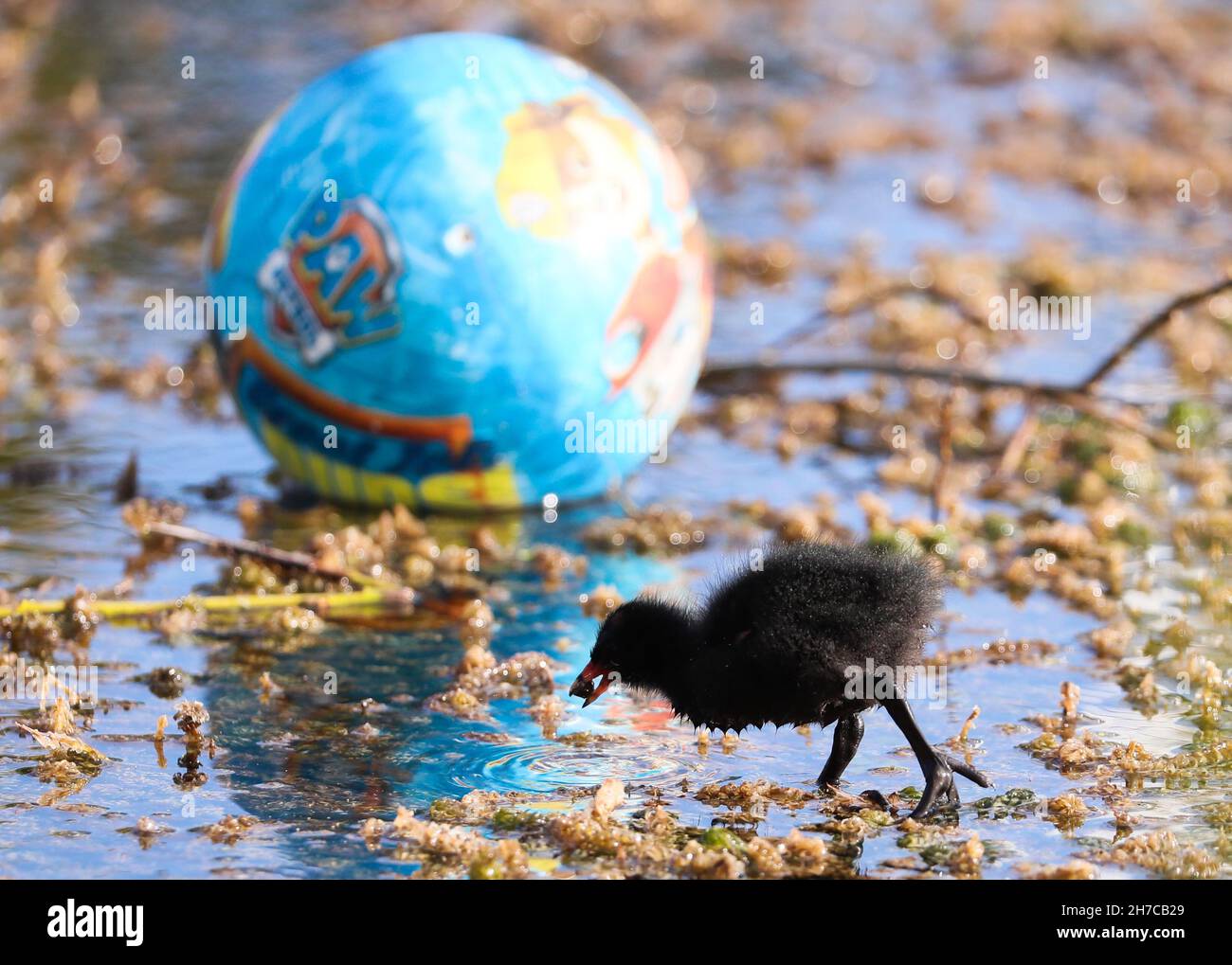 Moorhen e pulcini che si nutrono in un laghetto nel Belfast City Centre con rifiuti di plastica, sotto forma di un globo del mondo, nell'acqua Foto Stock