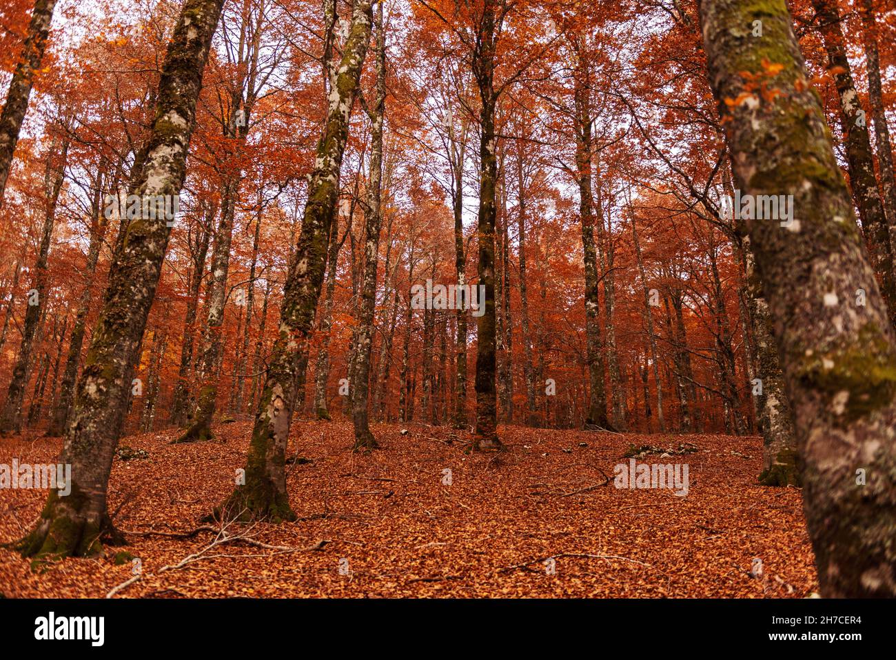 Autunno alberi colori dell'Abruzzo Lazio e del Parco Nazionale del Molise  Foto stock - Alamy
