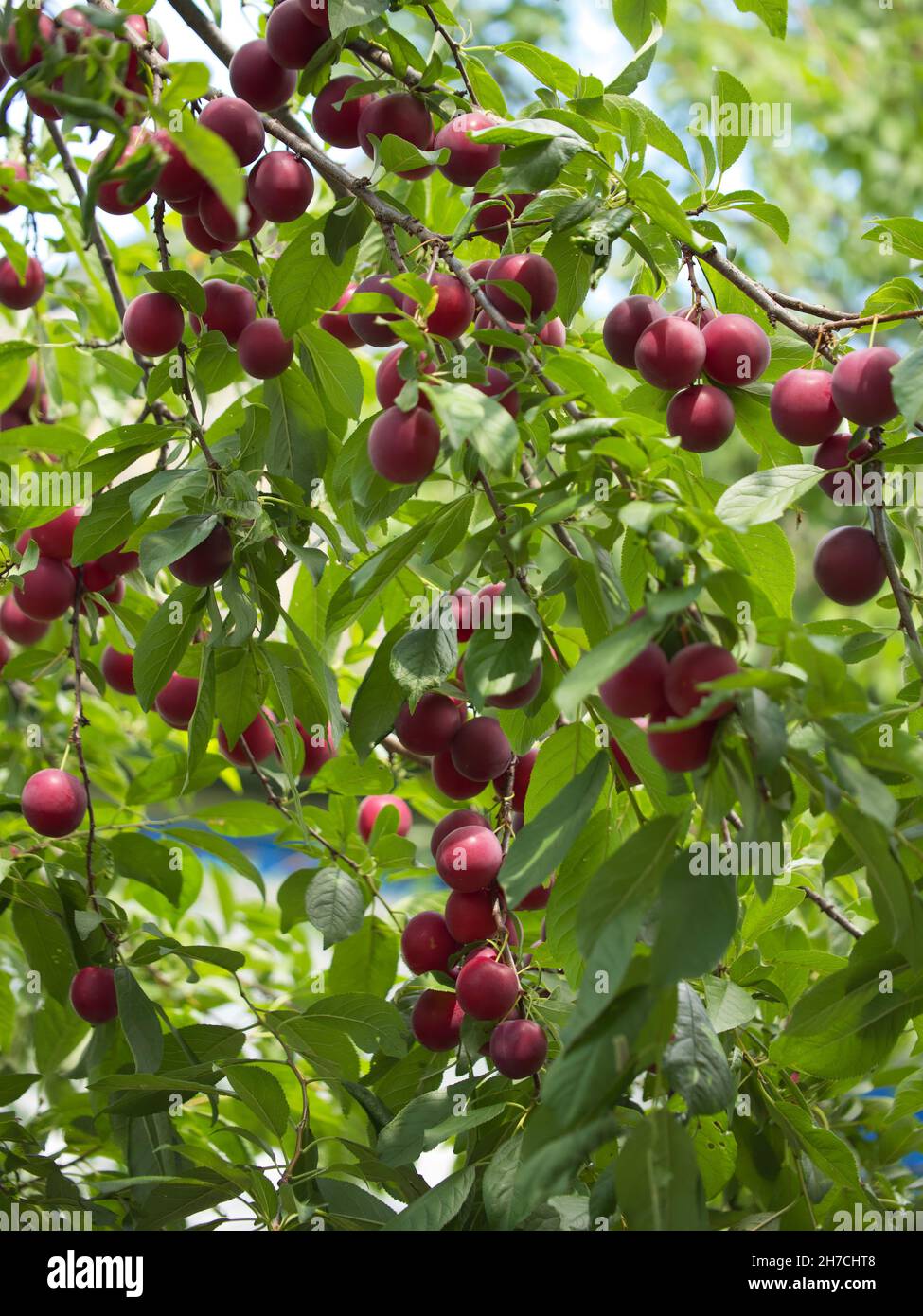 Ci sono un sacco di bacche di prugna di ciliegia rossa sui rami dell'albero. Frutta matura in giardino. Foto Stock