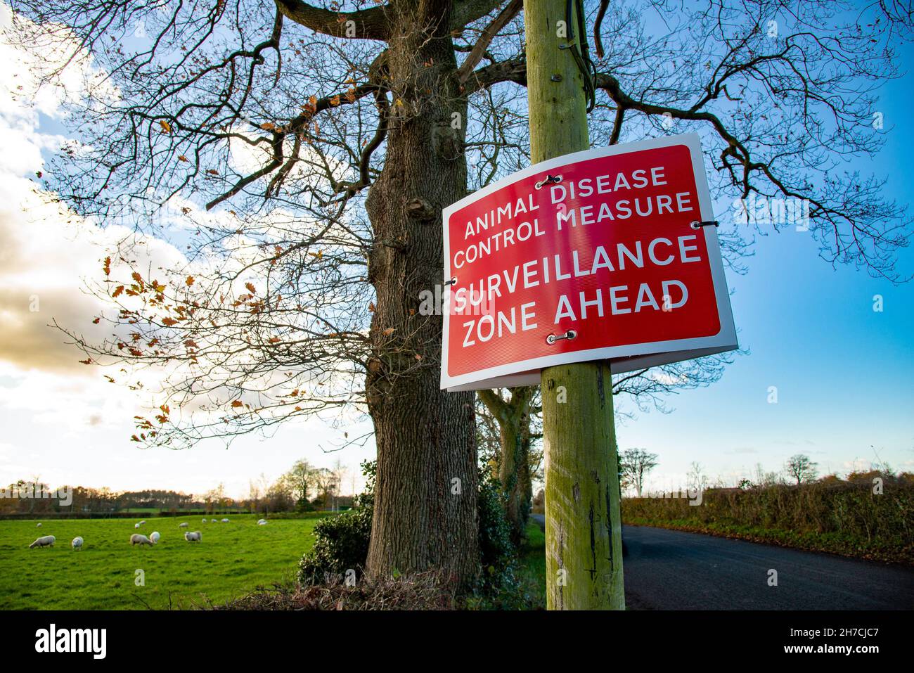 Preston, Lancashire, Regno Unito. 21 Nov 2021. Misura di controllo delle malattie degli animali, cartello di sorveglianza zone ahead, Preston, Lancashire. Credit: John Eveson/Alamy Live News Foto Stock