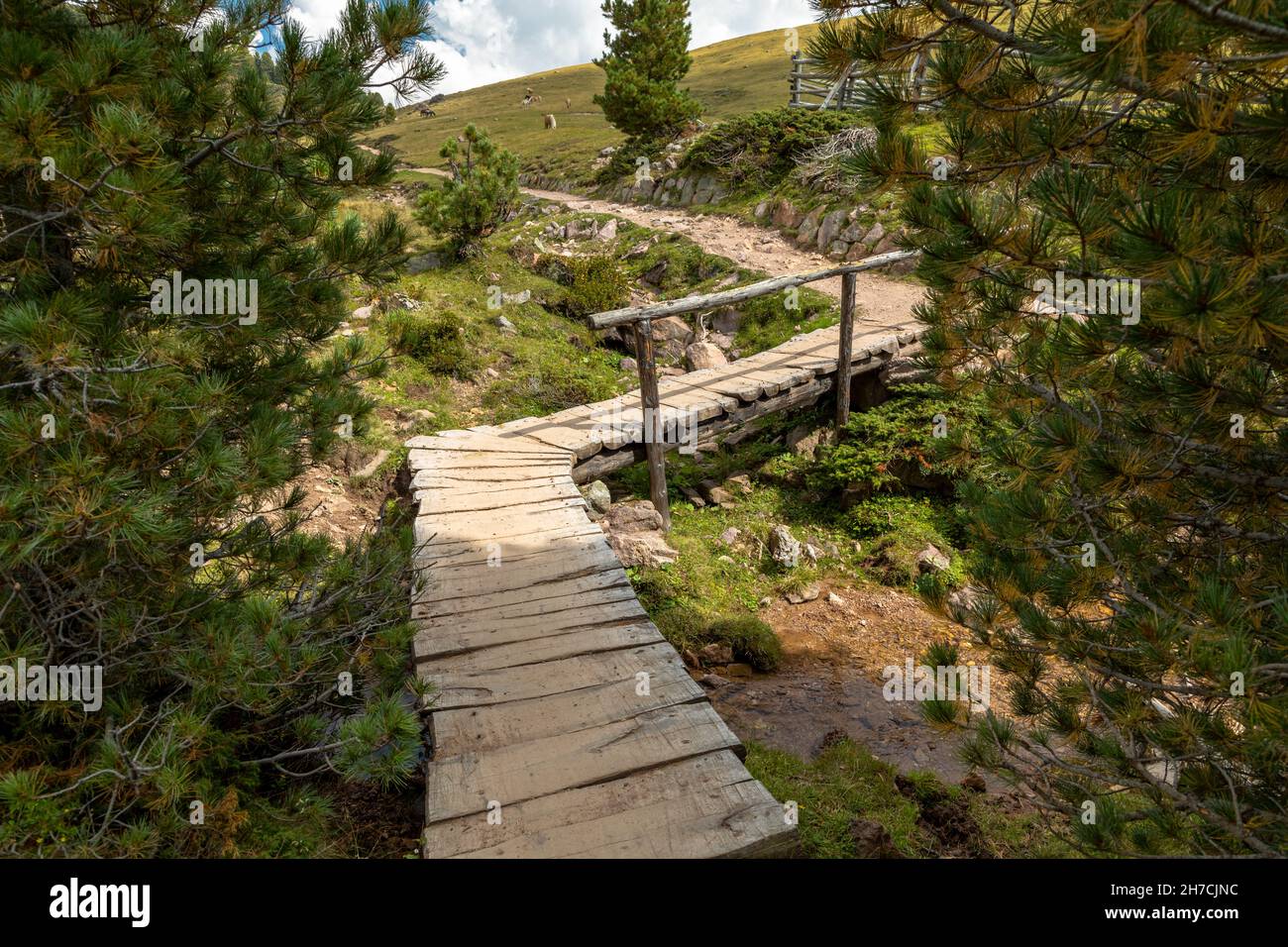 Sentiero escursionistico sul Monte Rasciesa, Gardena, Alto Adige Foto Stock
