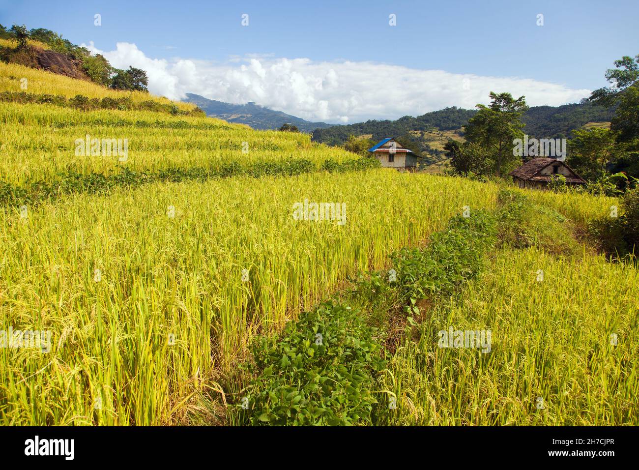 Riso dorato terrazzato o risaia campo in Nepal Himalaya montagne splendido paesaggio dell'himalaya Foto Stock