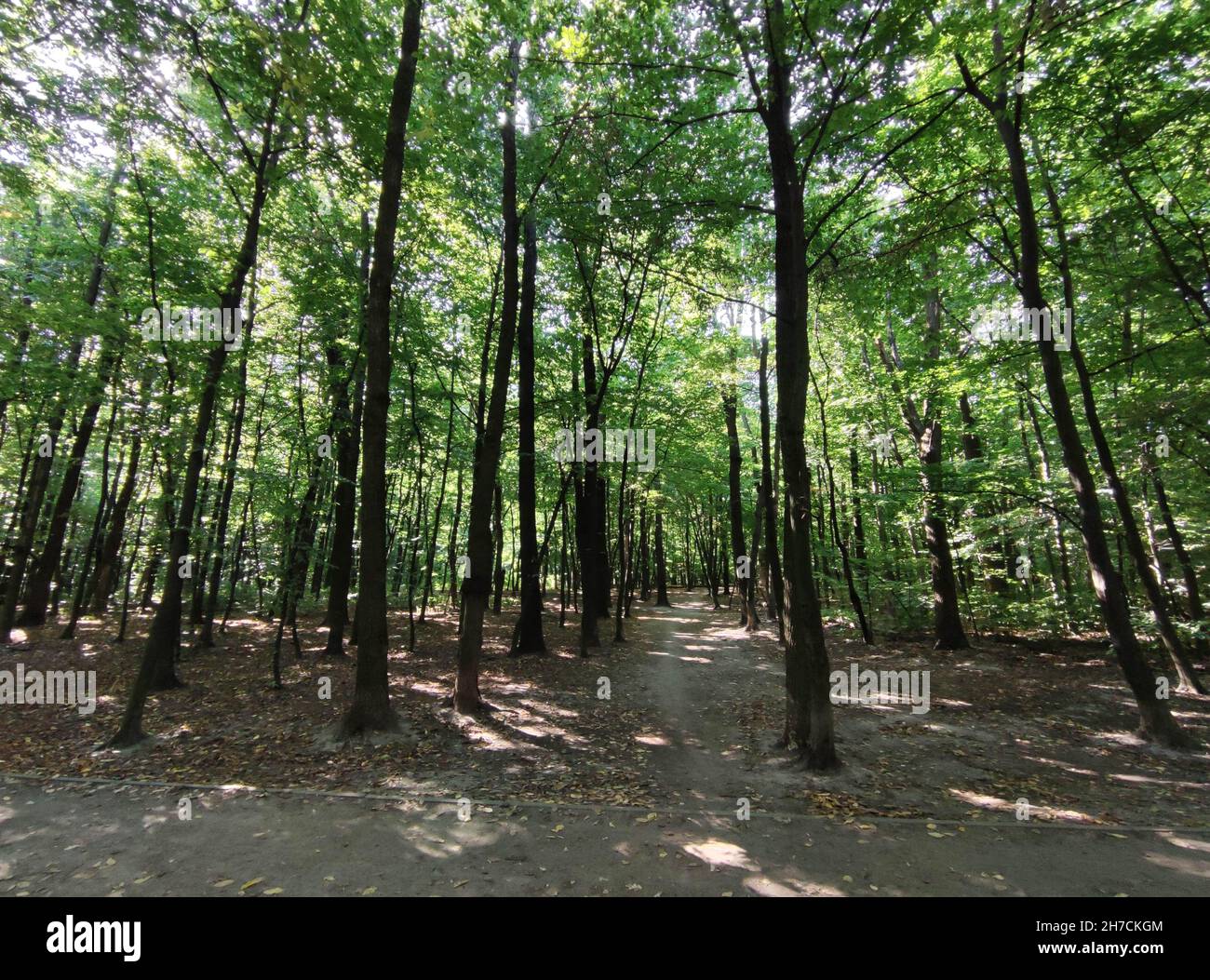 Boschi alti, carta da parati natura, bella foresta sfondo Foto Stock