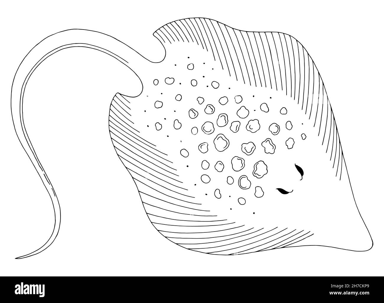 Stingray rampa fish grafico bianco nero isolato vettore illustrazione Illustrazione Vettoriale