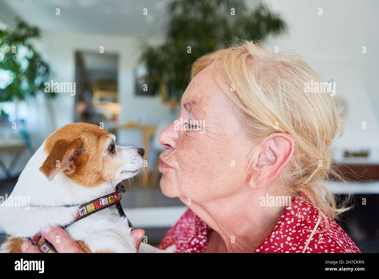 La vecchia donna dà al suo piccolo cane da compagnia un bacio per l'amicizia e l'amore per gli animali Foto Stock