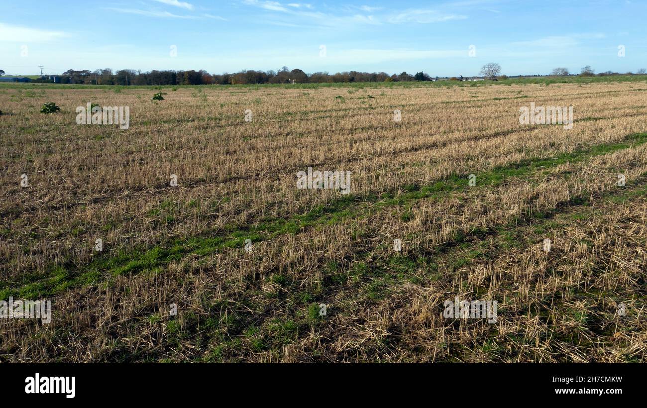 Vista aerea di basso livello di un campo di fiocchi pieno di stoppie di mais, su Coldblow Farm, Ripple Foto Stock