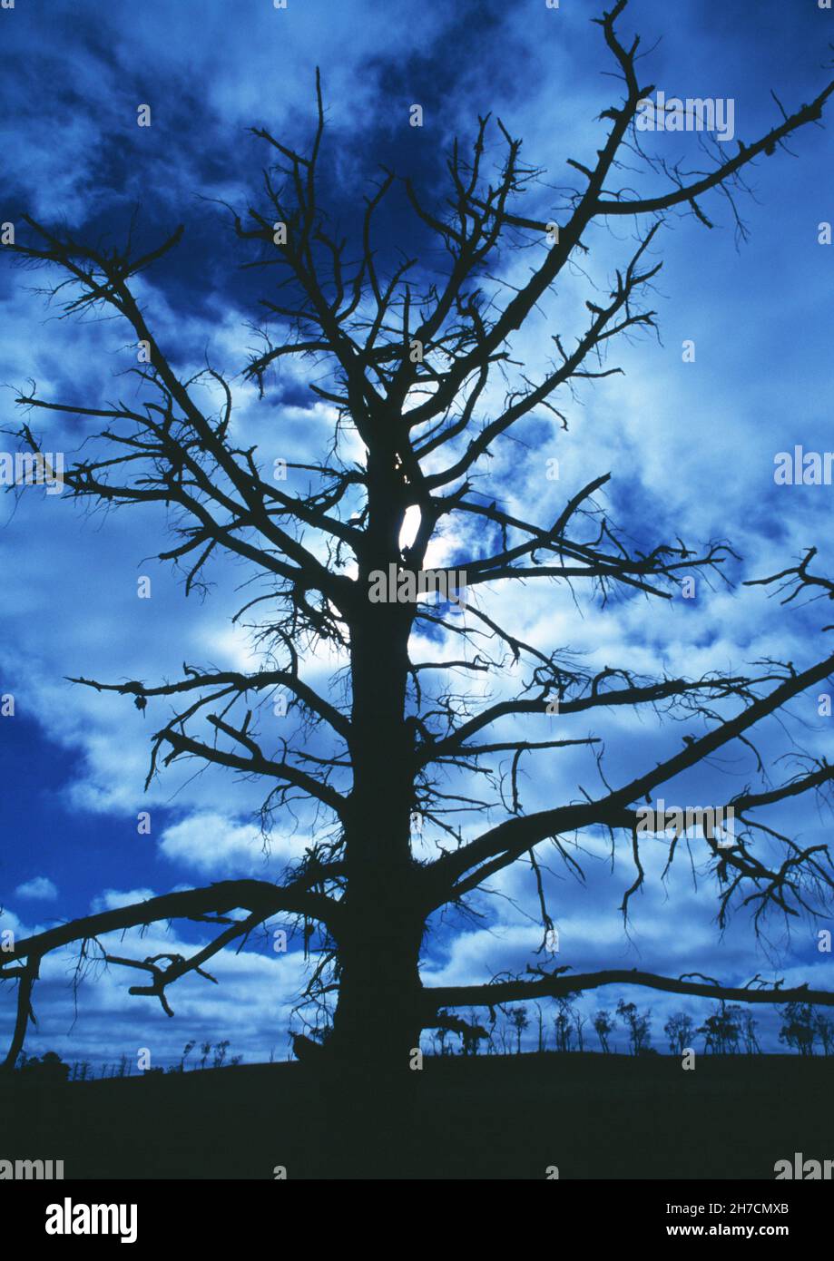 Australia. Queensland. Silhouette di albero senza foglie contro il cielo notturno, illuminato dalla luna. Foto Stock