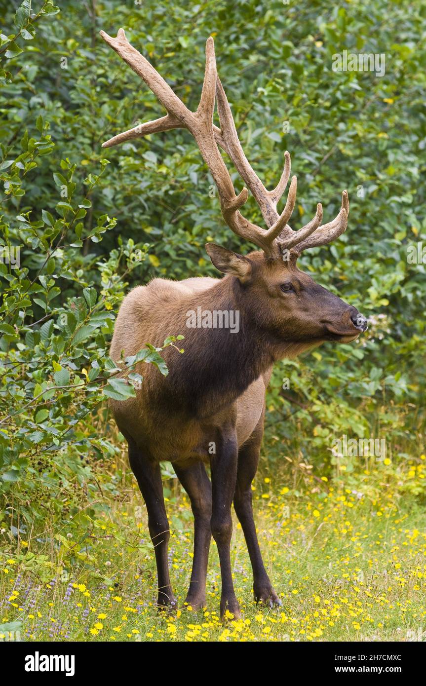Roosevelt alce, Elca olimpica (Cervus roosevelti, Cervus canadensis roosevelti), Stag si trova in un prato fiorito, USA, California, Redwood National Park Foto Stock